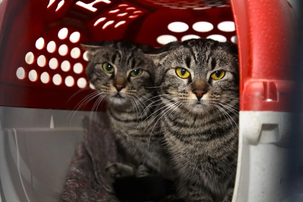 Murutinga do Sul adere a programa estadual e abre cadastro para castração de cães e gatos